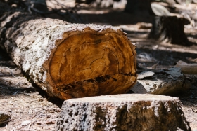 Kácení a péče o stromy, demolice, výškové práce