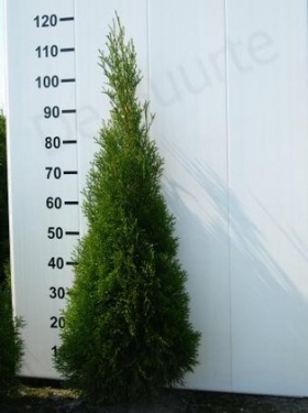 Thuja Smaragd 100 - 125 cm