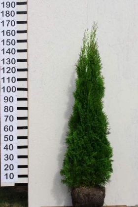 Thuja Smaragd 150 - 175 cm