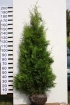 Thuja Brabant 200 - 250 cm