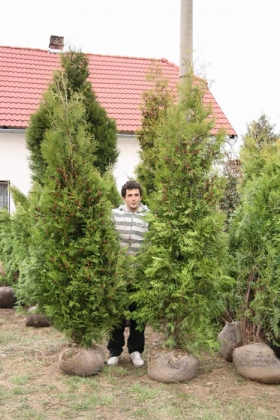 Thuja Brabant 250 - 300 cm