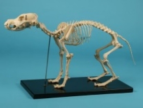 Anatomické modely